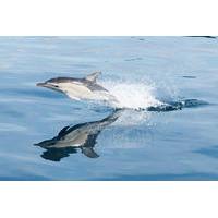 Swimming with Dolphins at Portugal\'s Terceira Island