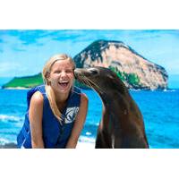 Swim with Sea Lions or Sharks at Sea Life Park Hawaii