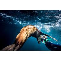 Swimming and Snorkeling with Sea Lions in the Sea of Cortez