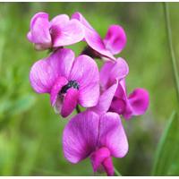 Sweet Pea Scented Oil 10 ml (In Dropper Bottle)