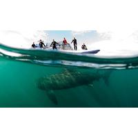 Swimming with Sharks in Oban, Scotland