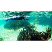 swimming with seals for two in oban scotland