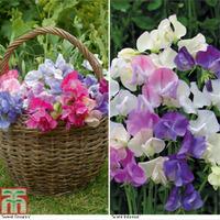 Sweet Pea Duo Collection - 12 sweet pea premium plugs (60 plants) - 30 of each variety