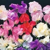 sweet pea bright and breezy 1 packet 25 sweet pea seeds