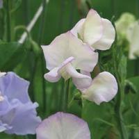 Sweet Pea \'High Scent\' - 1 packet (25 sweet pea seeds)