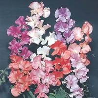 Sweet Pea \'T&M Prize Strain Mixed\' - 1 packet (45 sweet pea seeds)