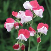Sweet Pea \'Little Red Riding Hood\' - 1 packet (25 sweet pea seeds)