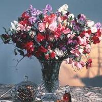 sweet pea antique fantasy mixed 1 packet 25 sweet pea seeds