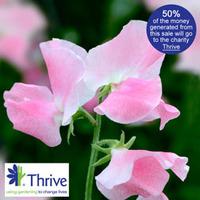 sweet pea eleanore udall 1 sweet pea eleanore udall packet 25 seeds