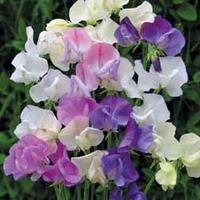 Sweet Pea \'Scent Infusion\' - 10 multi-sown sweet pea cells