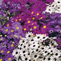 Swan River Daisy \'Bravo\' (Seeds) - 1 packet (175 swan river daisy seeds)