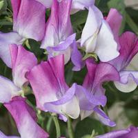 sweet pea old fashioned scented bi45colour mix seeds 1 packet 25 sweet ...