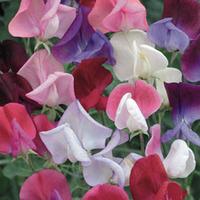 Sweet Pea \'Old Fashioned Scented Mix\' (Seeds) - 1 packet (25 sweet pea seeds)