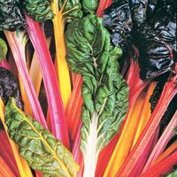 Swiss Chard \'Bright Lights\' (Seeds) - 1 packet (80 Swiss chard seeds)