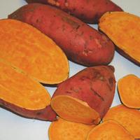 Sweet Potato \'Carolina Ruby\' - 12 sweet potato plug plants