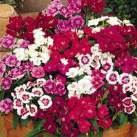 Sweet William \'Festival Mixed\' (Garden Ready) - 30 garden ready dianthus plug plants