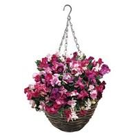 Sweet Pea Sugar & Spice 2 Pre-Planted Rattan Hanging Baskets