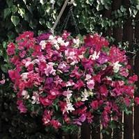sweet pea sugar amp spice 4 pre planted hanging baskets