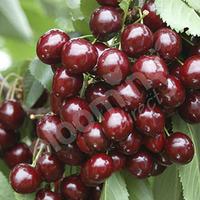 Sweet Cherry Stella bare root tree 1.2 - 1.4M tall (Prunus avium)