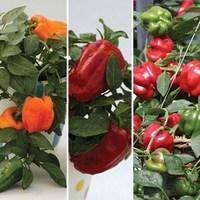 Sweet Peppers 6 Jumbo Ready Plants