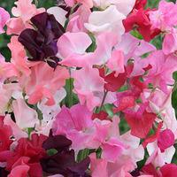 sweet pea perfect pinks packet of 50 seeds