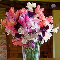 Sweet Pea Spencer Collection (Six Packets of 50 seeds)