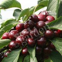 sweet cherry lapins tree