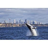 Sydney High-Speed Whale-Watching and Sightseeing Cruise