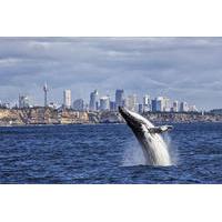 sydney high speed whale watching and sightseeing cruise