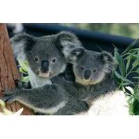 Sydney Harbour Cruise with Taronga Zoo Entry Ticket