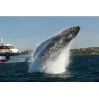 Sydney Whale-Watching Cruise from Circular Quay or Darling Harbour