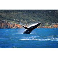 Sydney Harbour Whale Watching Sightseeing Tour via Helicopter and Sailing Yacht