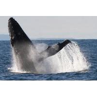 Sydney Eco Whale Watching Small Group Cruise