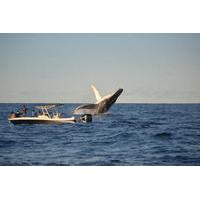 sydney whale watching by speed boat