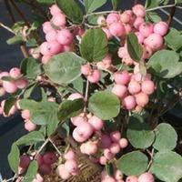 Symphoricarpos x doorenbosii \'Mother of Pearl\' (Large Plant) - 1 x 3.6 litre potted symphoricarpos plant