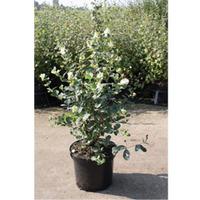 Symphoricarpos x doorenbosii \'White Hedge\' (Large Plant) - 1 x 3.6 litre potted symphoricarpos plant