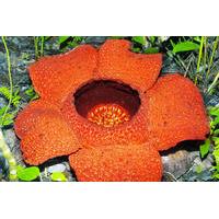 Tambunan Day Trip from Kota Kinabalu: Rafflesia Flower and Rainforest Trek