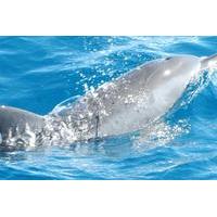 Tahiti Dolphin Watching Cruise