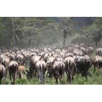 tanzania 5 days private safari wildebeest migration from arusha