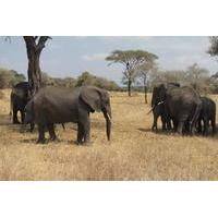 Tarangire National Park: Guided Day Tour from Arusha
