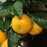 Tangerine Tree Gift