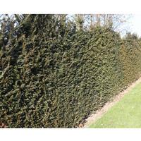 Taxus baccata (Large Plant) - 2 x 12 litre potted taxus plants