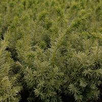Taxus cuspidata \'Dwarf Bright Gold\' (Large Plant) - 1 x 2 litre potted taxus plant