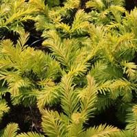 Taxus baccata \'Kupfergold\' (Large Plant) - 2 x 2 litre potted taxus plants