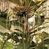 Tacca chantrieri \'Green Isle\' - 1 packet (15 seeds)