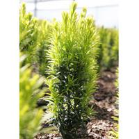 Taxus baccata \'Ivory Tower\' (Large Plant) - 2 x 2 litre potted taxus plants