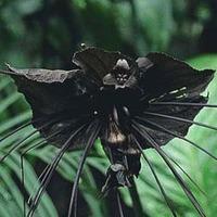 Tacca chantrieri - 1 packet (15 ...