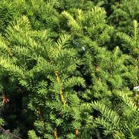 taxus x media hicksii large plant 2 x 3 litre potted taxus plants