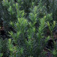 Taxus media \'Groenland\' (Large Plant) - 2 x 3 litre potted taxus plants