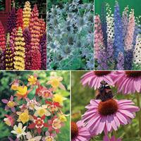 Tall Perennial Mix - 5 varieties - 1 packet of each (345 perennial seeds in total)